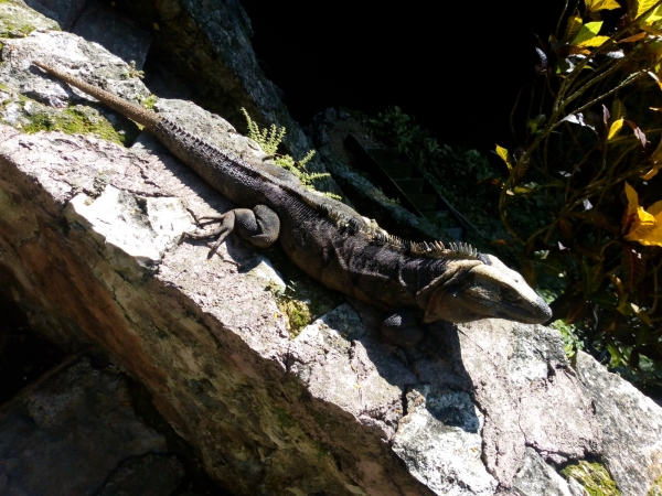 Iguano